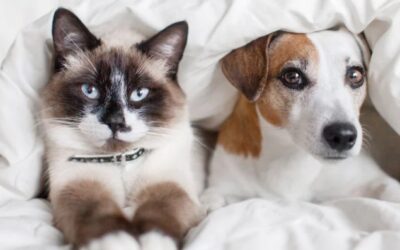 La expectativa de vida y la longevidad en perros y gatos
