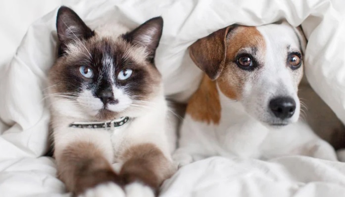 La expectativa de vida y la longevidad en perros y gatos
