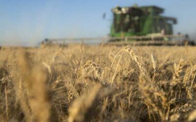 Por guerra en Ucrania, precios internacionales de alimentos alcanzaron nuevo récord histórico