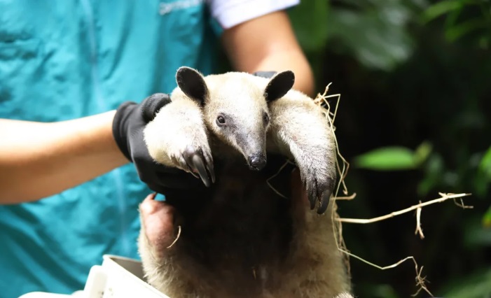 Por qué los animales salvajes son la última frontera contra el COVID-19