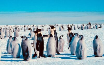 ¿El pingüino emperador puede estar en peligro de extinción por el aumento de la temperatura en la Antártida?