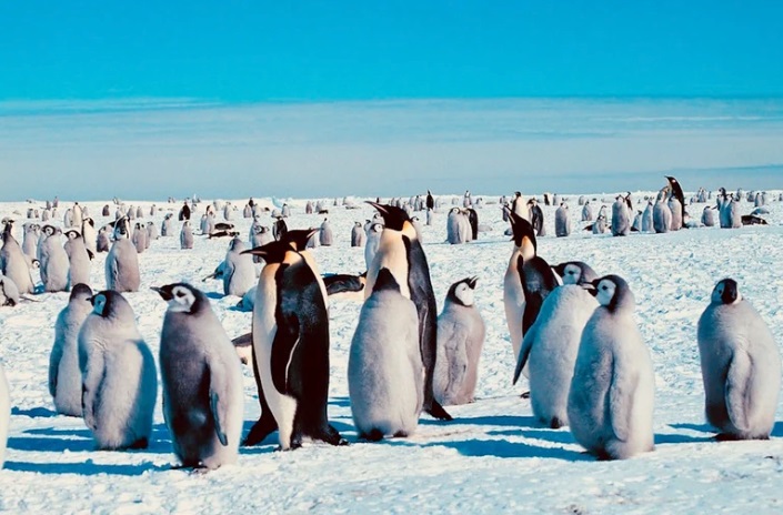 ¿El pingüino emperador puede estar en peligro de extinción por el aumento de la temperatura en la Antártida?