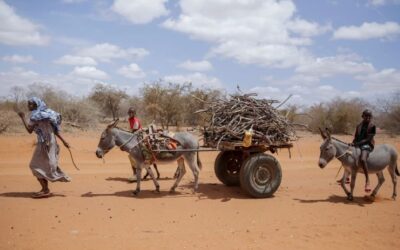 Estados Unidos aseguró la compra de un cargamento de granos de Ucrania para regiones hambrientas de África