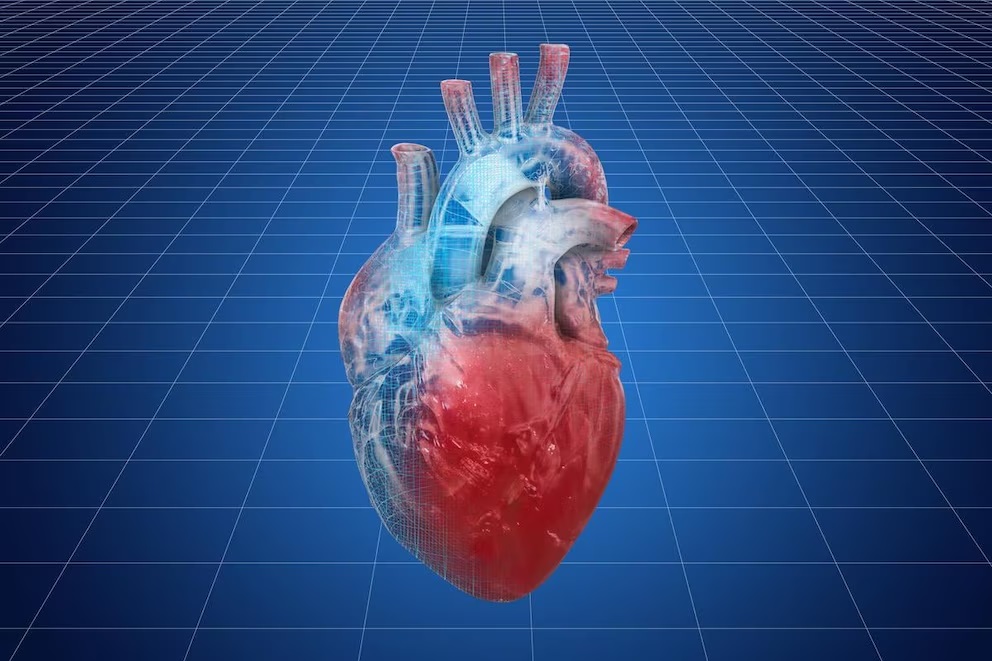 Una nueva terapia génica se muestra prometedora para tratar la insuficiencia cardíaca