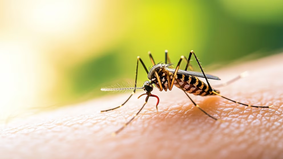 Por el cambio climático, América enfrenta la mayor epidemia de dengue jamás registrada