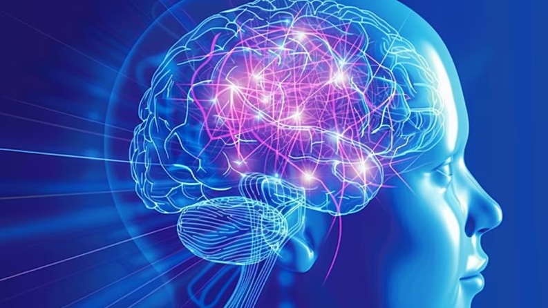 ¿Lo que vemos es lo que pensamos? El cerebro cambia las percepciones visuales, según un estudio
