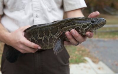 Estados Unidos lanza alerta por peces invasores que caminan en tierra y respiran aire