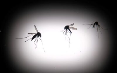 Descubrieron una variante americana del mosquito del dengue gracias a la decodificación de 1.200 genomas