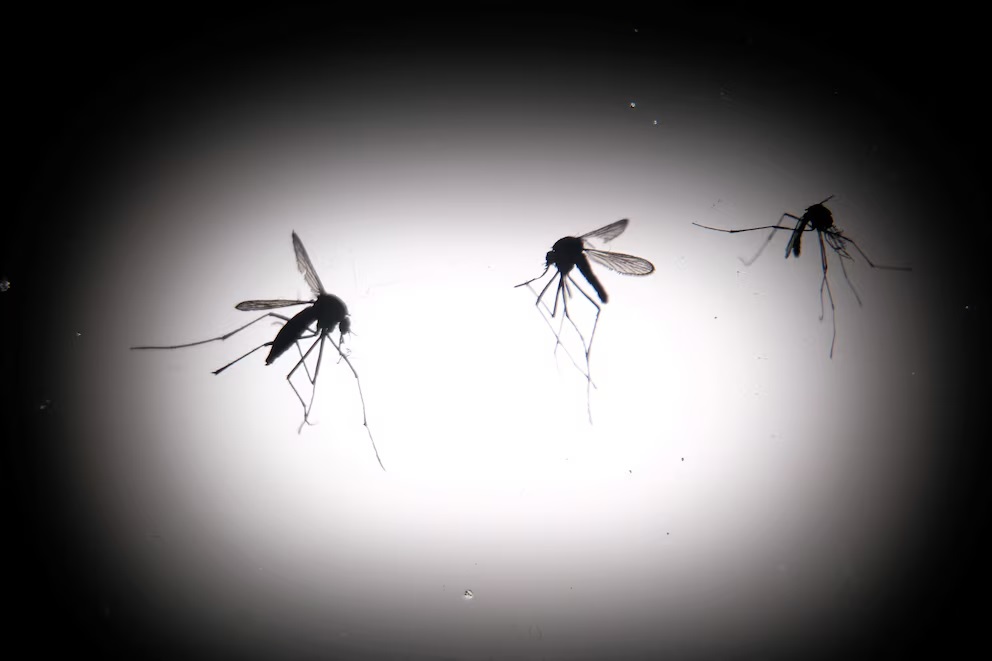 Descubrieron una variante americana del mosquito del dengue gracias a la decodificación de 1.200 genomas