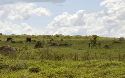 Brasil va por capitales chinos para sumar más tierras a la agricultura
