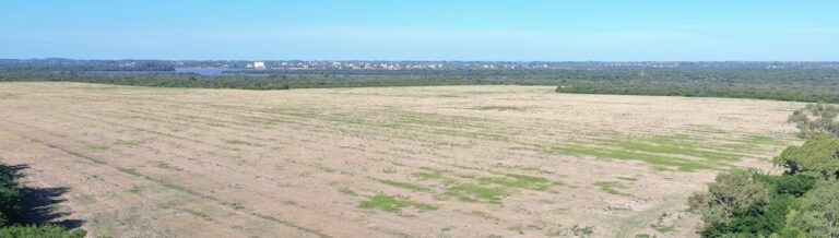 Multinacional que construirá megaplanta de hidrógeno verde en Uruguay fue multada por tala ilegal