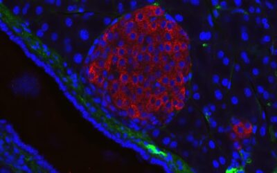 Un avance clave en diabetes: crean una técnica para observar células productoras de insulina en tiempo real