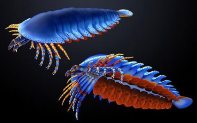 Hallan un fósil de 500 millones de años que cambia la historia de arañas y escorpiones