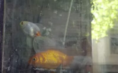 Un tribunal argentino reconoció derechos a dos peces y ordenó su rescate por maltrato