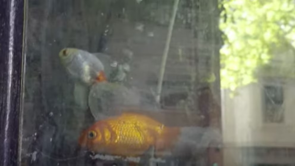 Un tribunal argentino reconoció derechos a dos peces y ordenó su rescate por maltrato
