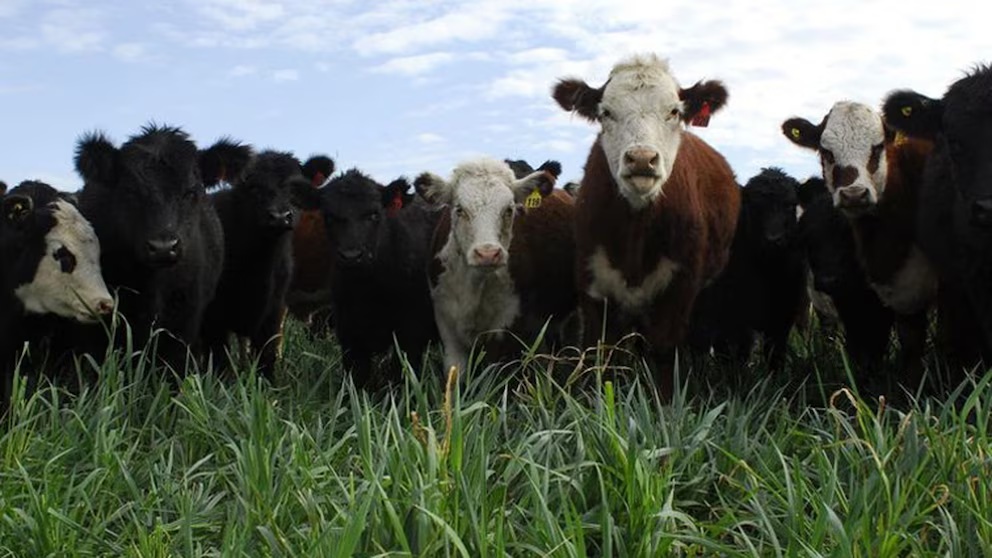 La carne argentina ajusta volumen: cae la producción pese a la mejora en los rindes