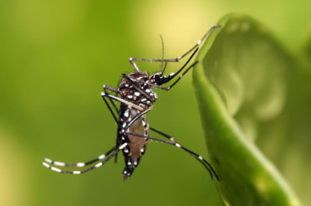 Rosario confirmó el primer caso de dengue importado de la temporada 2026-2027